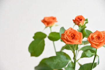 オレンジ色のバラ