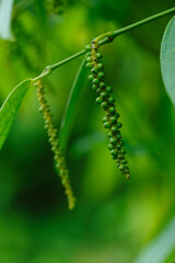 Black pepper fruits grow on tree in garden