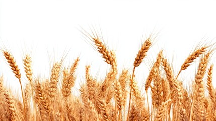 Fototapeta premium Close-Up of Golden Wheat Grains on White Background