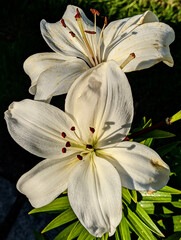 Lilium Candidum Madonna Lily Flower
