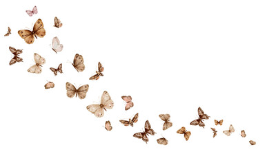 Butterflies Monarch and other flying on white background. Set of delicate cute beige brown butterflies. Hand drawn watercolor illustration on isolated white background. Template for print or frame.