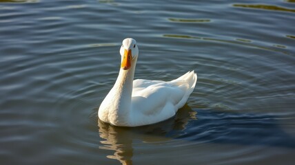 Obraz premium White duck swimming gracefully in calm water during a sunny afternoon near a park