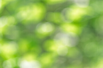 Fototapeta premium Bokeh Foliage Gradient Nature Background