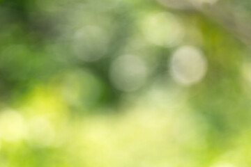 Bokeh Foliage Gradient Nature Background