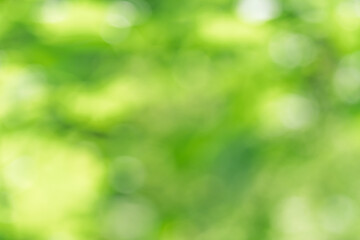 Obraz premium Bokeh Foliage Gradient Nature Background