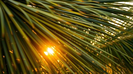 Obraz premium Dynamic motion of a set of tropical green palm leaves, bathed in warm golden hour light, soft light, blurred lines, action poses, just after sunrise or before sunset