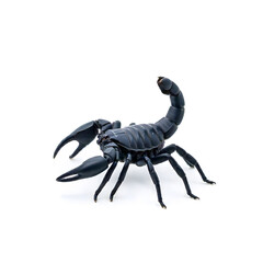 a black scorpion with its tail raised, showcasing sharp claws and intricate details against a clean white background, highlighting its fierce and predatory nature