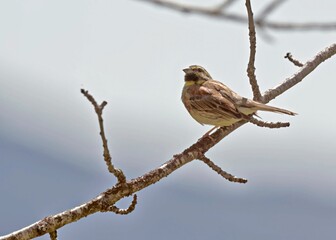 Cirl Bunting (Emberiza cirlus), Greece