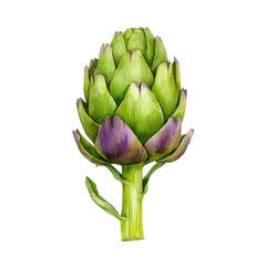 Fototapeta premium Watercolor Illustration of a Single Artichoke with Light Washes