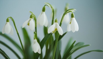 Delicate Snowdrop Flowers