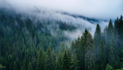  Misty landscape with fir forest 