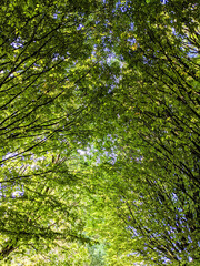 Merging Woodland Trees in Daytime