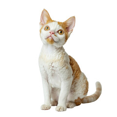 Obraz premium Angled view full body shot of extremely perfect looking single Devon Rex animal isolated on a white transparent background