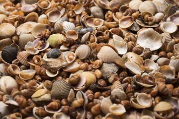 Ocean shells. Mollusk shells. Colorful shells texture. Sea shells background. Marine seashells. Seashells for backdrop.