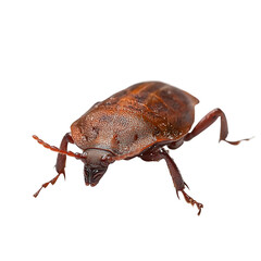 Angled view full body shot of extremely perfect looking single Dog Tick animal isolated on a white transparent background