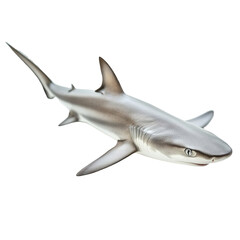 Angled view full body shot of extremely perfect looking single Dusky Shark animal isolated on a white transparent background