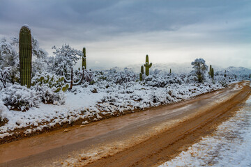 Rare Saguaro National Monument Snow-Old Dirt Road
