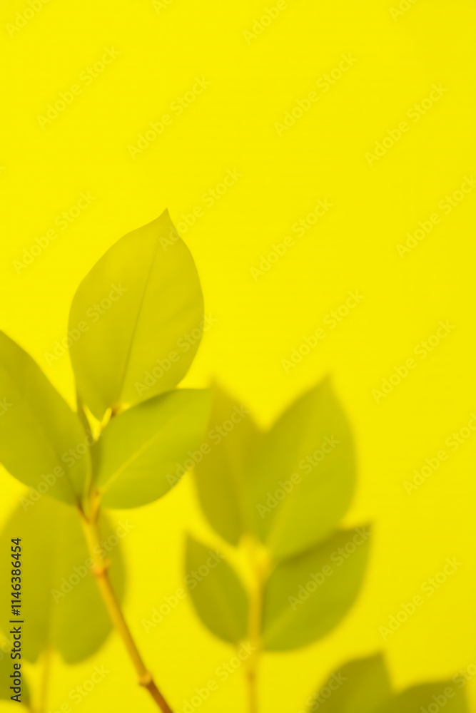 Poster Eucalyptus leaves in sharp focus against a bright yellow colored background for a visually appealing image effect._00002_