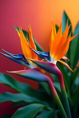 Obraz premium Exotic flowers such as strelitzia and xanadu feature brightly colored blooms set against a vibrant colorful background prominently._00001_