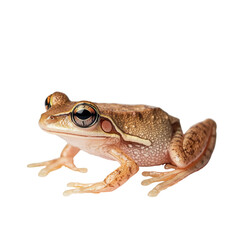 Angled view full body shot of an extremely perfect looking single Edible Frog isolated on a white transparent background
