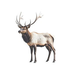 Fototapeta premium Angled view full body shot of an extremely perfect looking single Elk isolated on a white transparent background