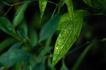 dew on a leaf