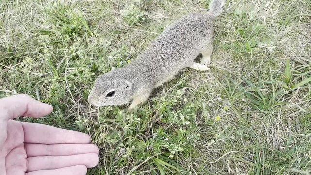 European ground squirrel on a steppe meadow, typical environment, Spermophilus citellus
