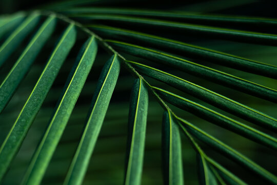 palm leaf texture
