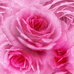 Seamless floral  background. Flowers  roses  and petals.  Close up.