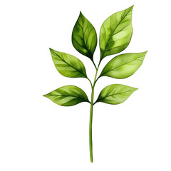 A vibrant illustration of a green leafy branch isolated on transparency PNG background, suitable for nature-themed designs, garden websites, or eco-friendly projects