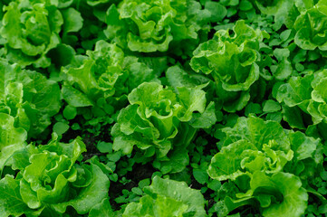 Green lettuce in growth at vegetable garden