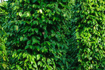 Obraz premium Black pepper fruits grow on tree in garden