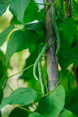 French beans plants in growth at vegetable field