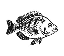 Bluegill Fish Vector Art and Illustration