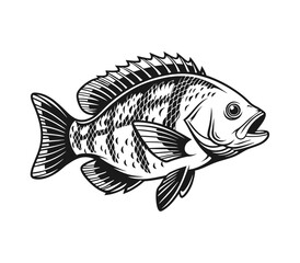 Bluegill Fish Vector Art and Illustration