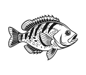Bluegill Fish Vector Art and Illustration