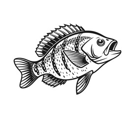 Bluegill Fish Vector Art and Illustration