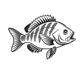 Bluegill Fish Vector Art and Illustration