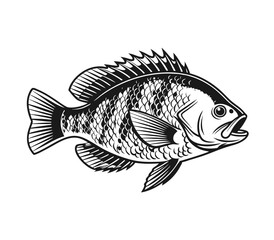 Bluegill Fish Vector Art and Illustration