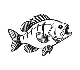 Bluegill Fish Vector Art and Illustration