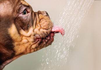 dog drinks water from shower thirsty drops of water