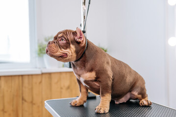 beautiful brown dog american bully puppy in grooming salon