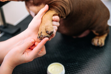 paw care in a professional grooming salon. groomer smears dog's paws with special cream salve for dog paws © Julia Suhareva