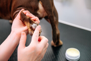 paw care in a professional grooming salon. groomer smears dog's paws with special cream salve for...