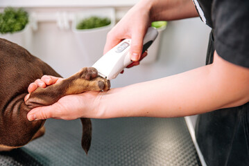 professional trimming, cutting paws in a grooming salon, caring for a dog
