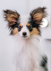 beautiful papillon puppy in a grooming salon