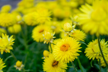 Lijiang, China, watch the Lijiang performance and climb the jade dragon mountain