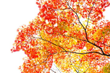 白い空を背景に映えるもみじ