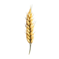 Fototapeta premium Extreme top view of a perfectly beautiful looking single steel-cut oat grain isolated on a white transparent background