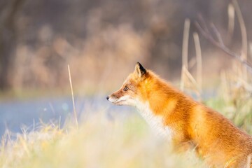 北海道の冬を迎えるモフモフの可愛いキタキツネ